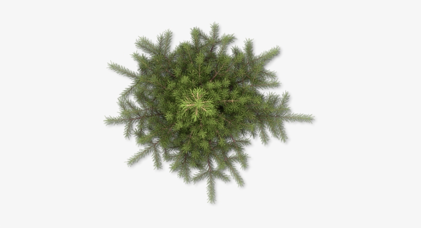 39 264k Tree, Snowy Pine A 06 Feb 2009 - Pine, transparent png #3624597