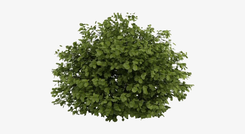 Natural Small Tree - Photoshop Shrubs, transparent png #3624599
