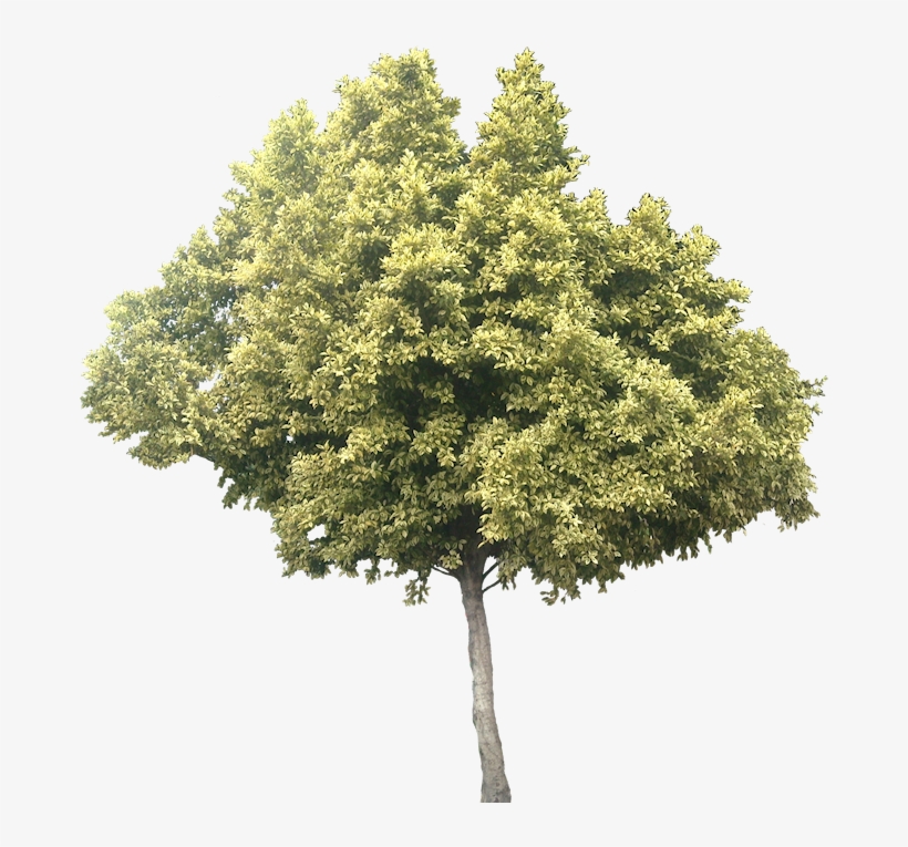 Variegated Ficus Microcarpa - Transparent Olive Tree Png, transparent png #3624779