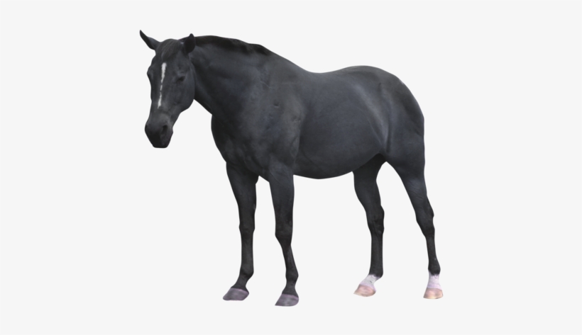Go To Image - Black Horse Png Deviantart, transparent png #3624846
