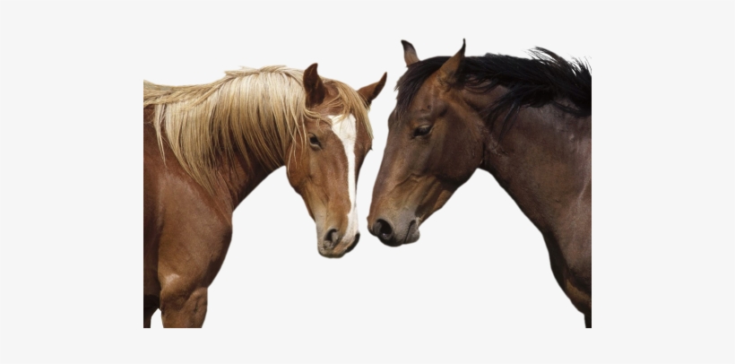 Horse Png - Horse / Pony 8 X 10 Glossy, transparent png #3624850