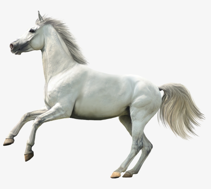 Wallpapers Laptop, Ax/84 - White Horse Transparent Background, transparent png #3625108