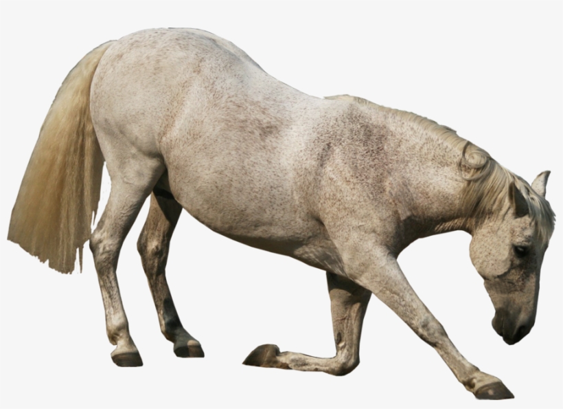 Water Buffalo Transparent Png - Stock Png Animals, transparent png #3625181