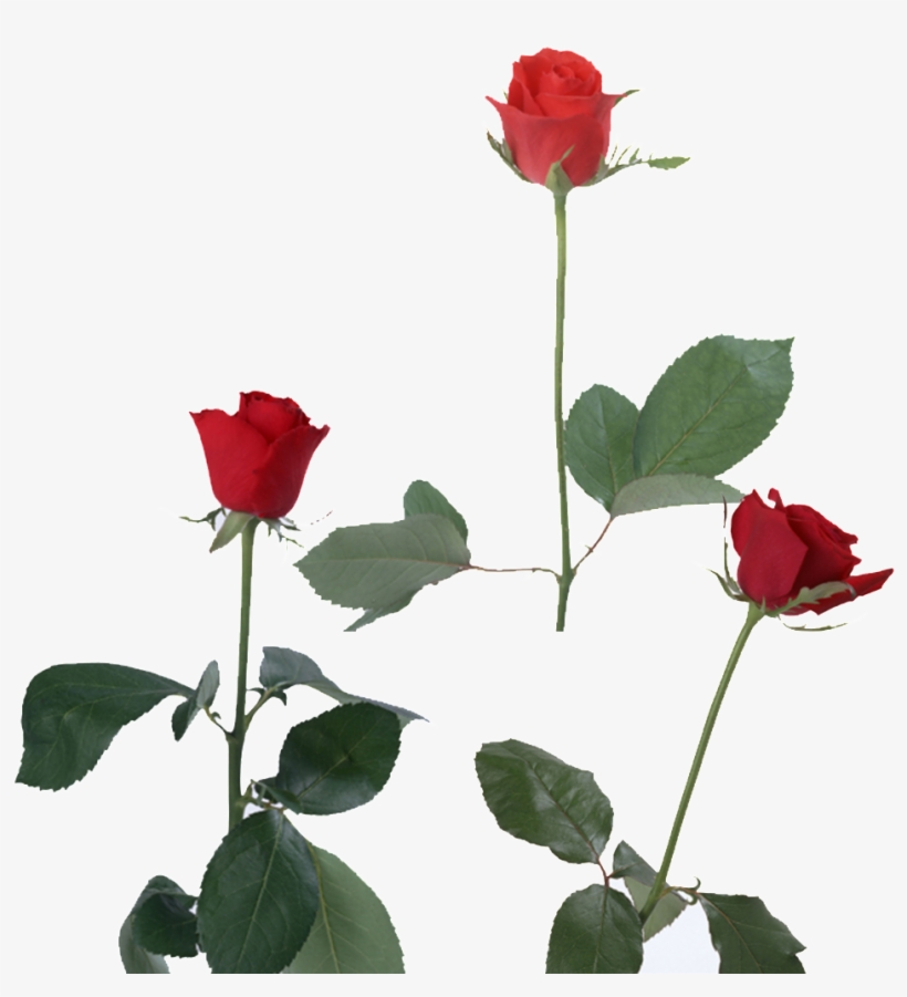 This Product Design Is Red Rose About Flowers, Vector, - Ruscha Sherlar Ona Haqida, transparent png #3628042