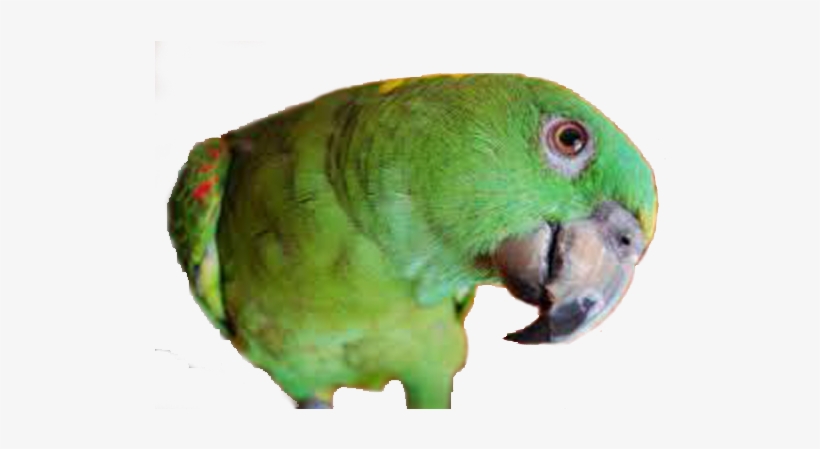 Download All Parrots Png Images And Transparent's To - Delbert - Barbara Heidenreich Bib, transparent png #3628183