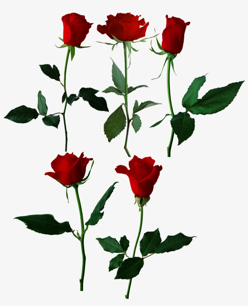 Red Rose Flower Transparent - 4pcs Creative Stainless Steel Diy Cake Biscuit Baking, transparent png #3628184