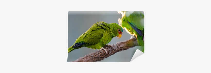 Parrot, transparent png #3628220