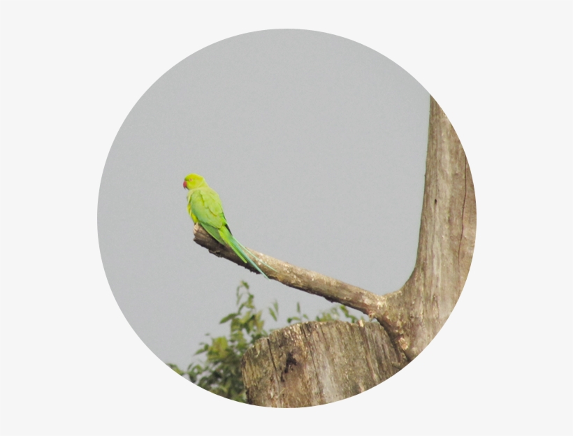 Green Parrots - Budgie, transparent png #3628483