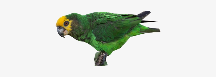 Yellow-fronted Parrot - Macaw, transparent png #3628509