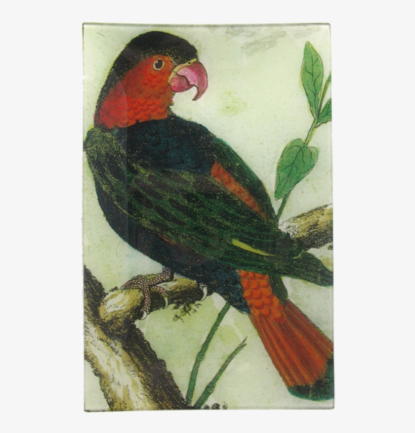 Parrot, transparent png #3628514