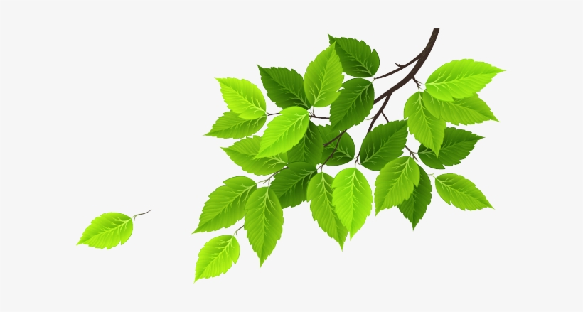 About Us - Window Film Window Decals Style Fresh Green Pvc Window, transparent png #3628767