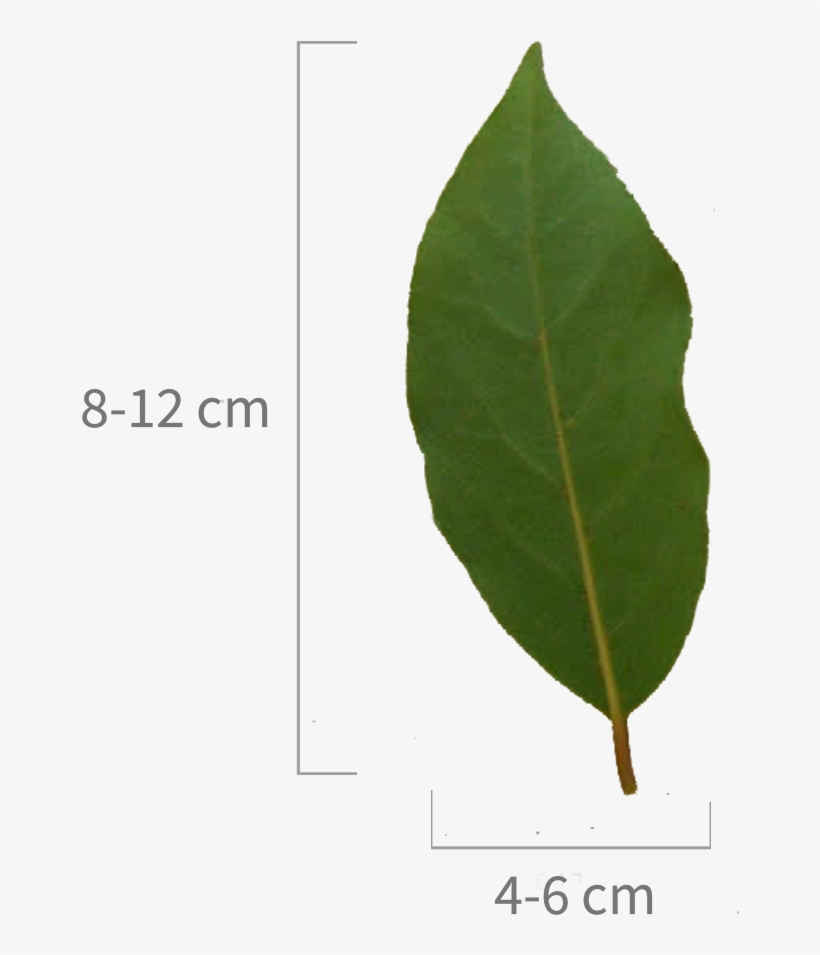 Bayleafe - Heteromeles, transparent png #3628915