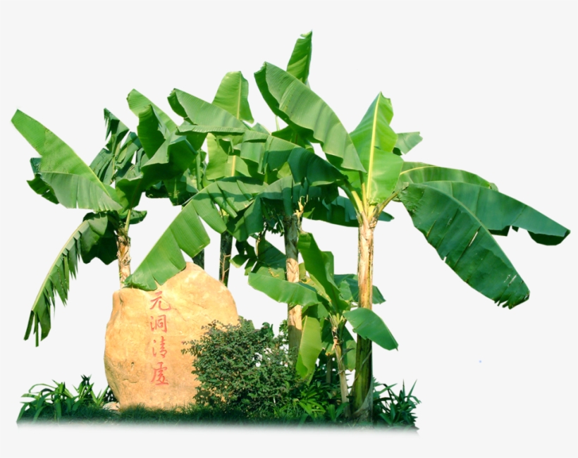 芭蕉树 - Hardy Banana, transparent png #3629762
