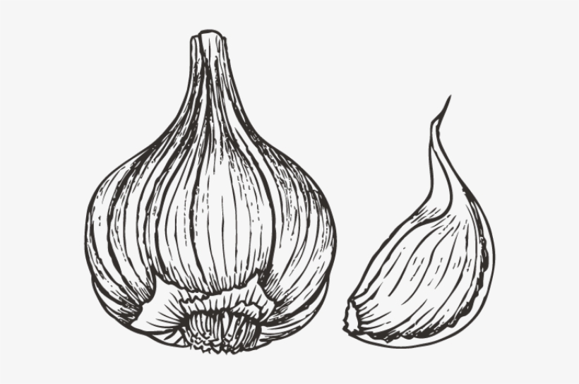 Drawn Onion White Png - Garlic Drawing, transparent png #3630391