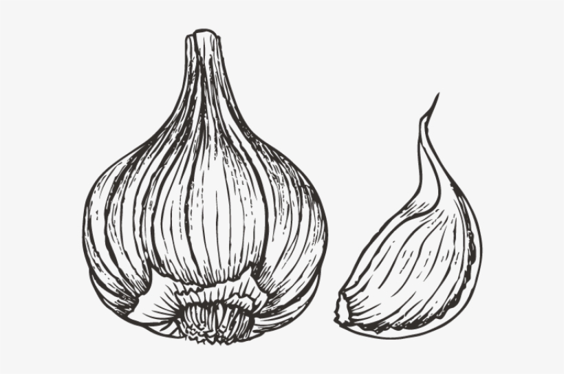 Drawn Onion White Png Garlic Drawing Free Transparent PNG Download