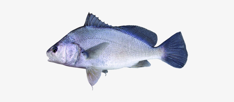 Freshwater Drum, transparent png #3630670