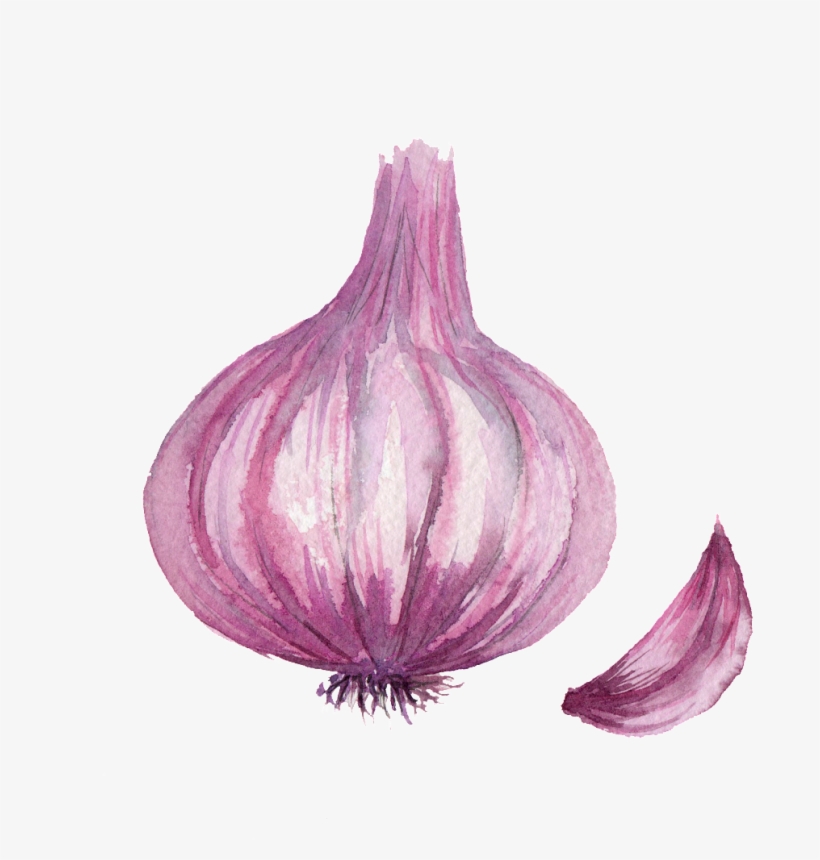 Watercolor Vegetable Onion Png Images - Dibujo De La Cebolla, transparent png #3630772