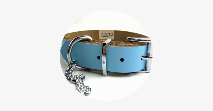 -1 - Blue Leather Collar Dog, transparent png #3631277