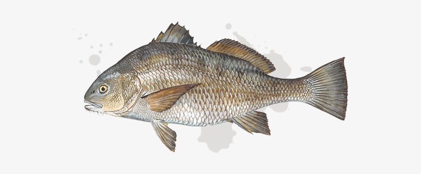 Black Drum - Salt Water Black Drum, transparent png #3631540