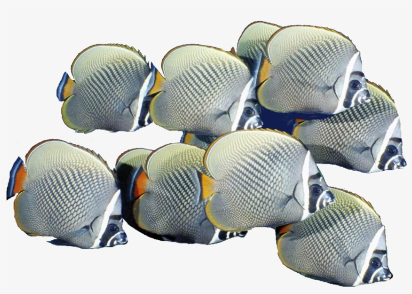 Free Icons Png - School Of Fish Png, transparent png #3632196