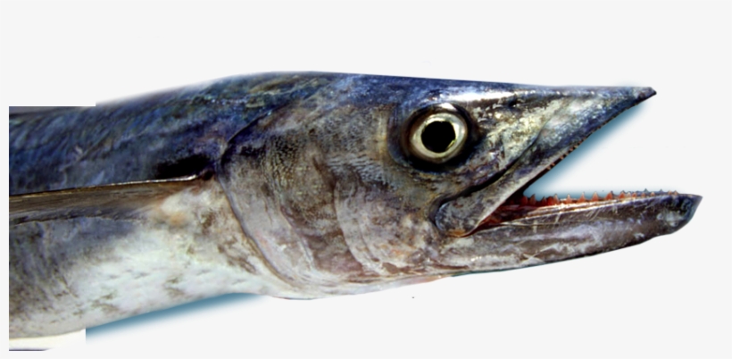 Deep Sea Mackerel Fishing - Fort Myers, transparent png #3632306