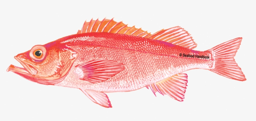 Tilapia - Salmon - Pollock - Shrimp - Rockfish - Grouper, transparent png #3632592