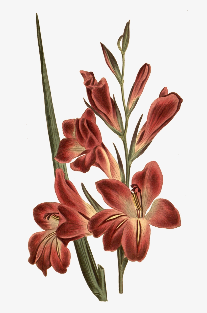 Png Tree - Gladiolus Botanical Illustration, transparent png #3632789