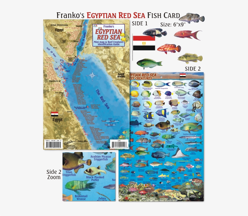 Red Sea Shark Map, transparent png #3633137