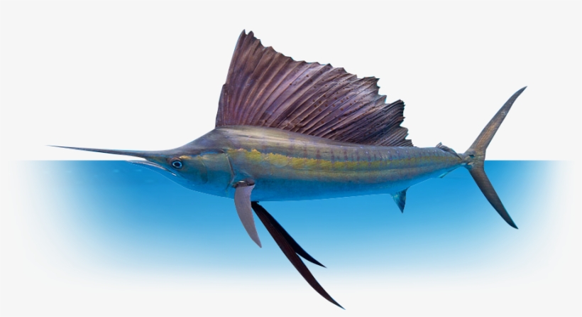 Whether You're Fishing With Family And Friends, Or - Billfish Story: Swordfish, Sailfish, Marlin, And Other, transparent png #3633238