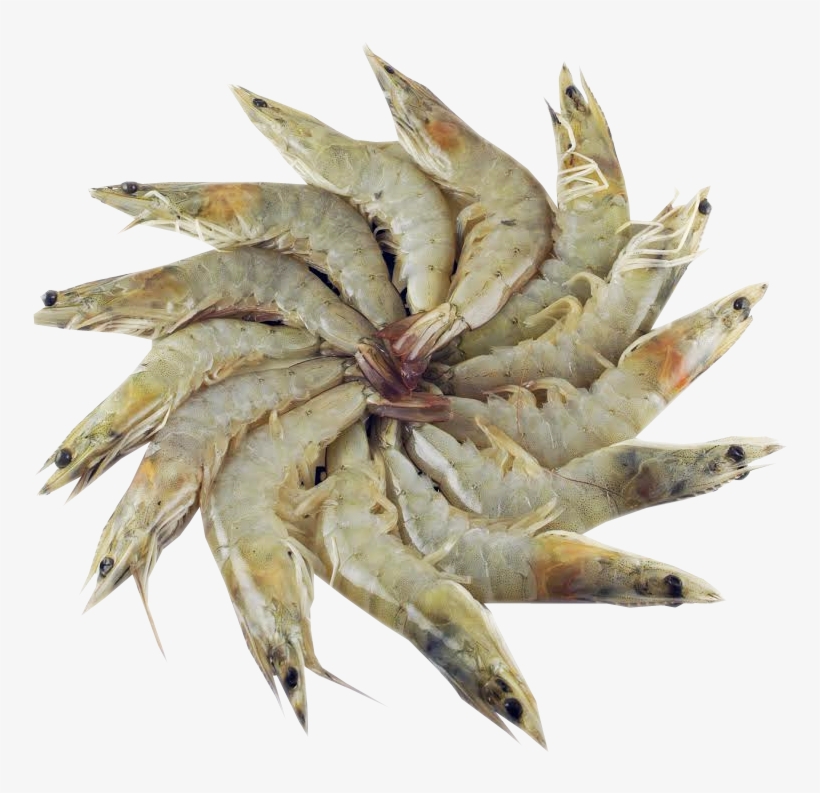Image01 - Seafood, transparent png #3634113