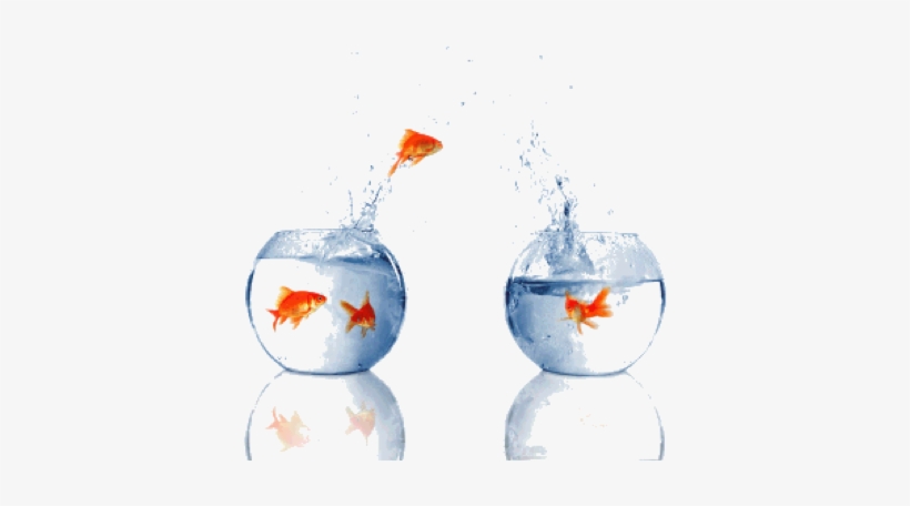 At Emc World 2009, One Thing We Heard Over And Over - Fish Jumping Out Of Water Bowl, transparent png #3634363