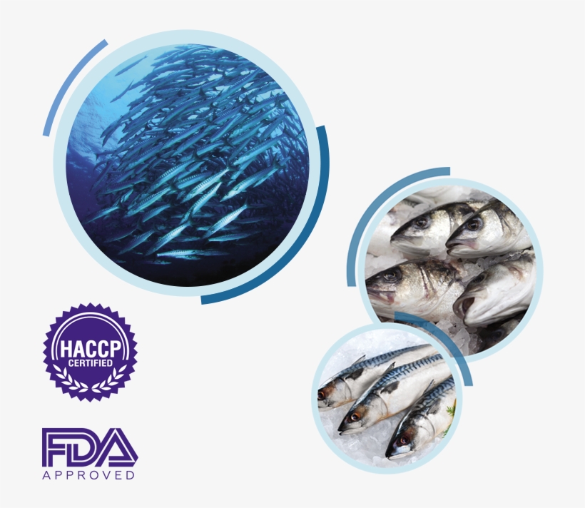 In Industry And Logistics And Dakhla With Its Production - Sanderling, transparent png #3634683