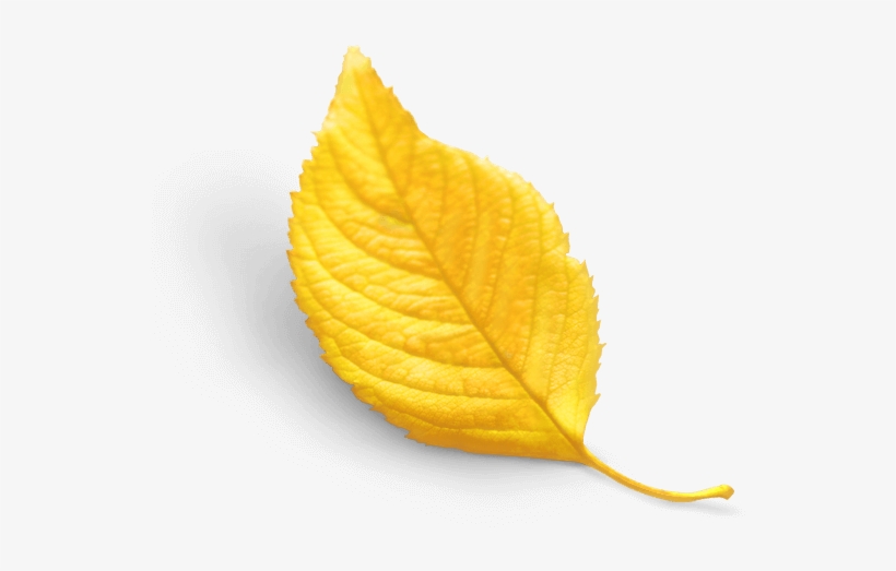 Ihcvisrael Healthcare Ventures - Autumn, transparent png #3634743
