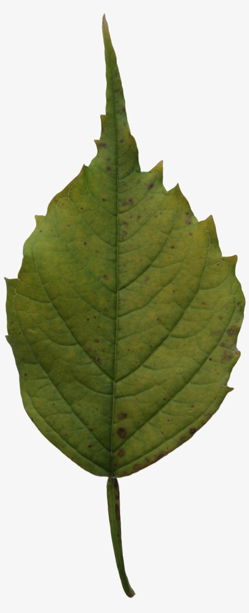 2d Leaves - Leaf, transparent png #3634820