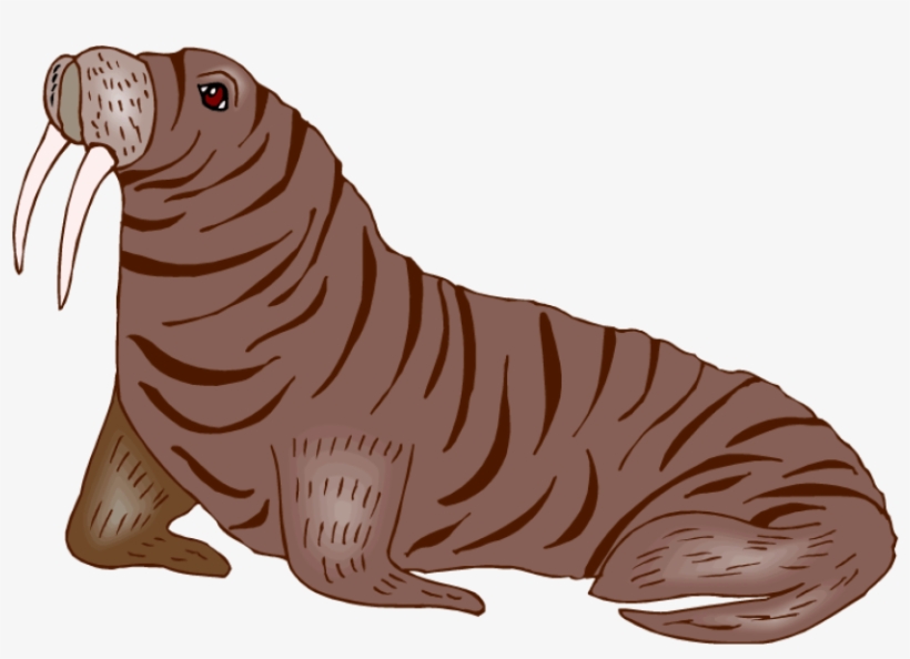 Free Png Walrus Hd Photo Png Images Transparent - Baby Walrus Transparent, transparent png #3634847