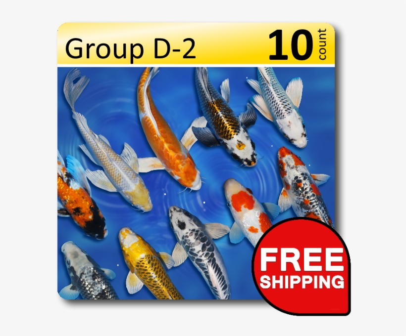 Group D 2 Select 4 6" - Free Shipping, transparent png #3634850
