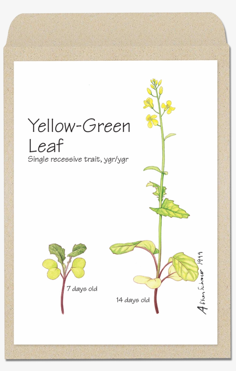 Yellowleaf - Wisconsin Fast Plants Hairy, transparent png #3634910