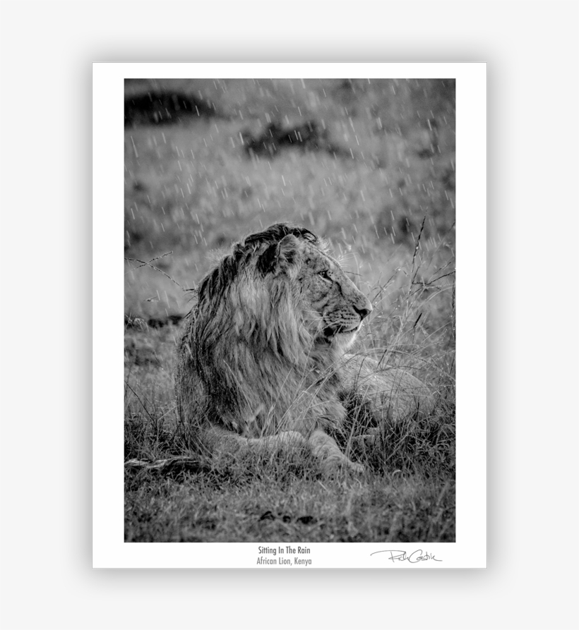 Sitting In The Rain, African Lion - Sitting In The Rain, transparent png #3635094