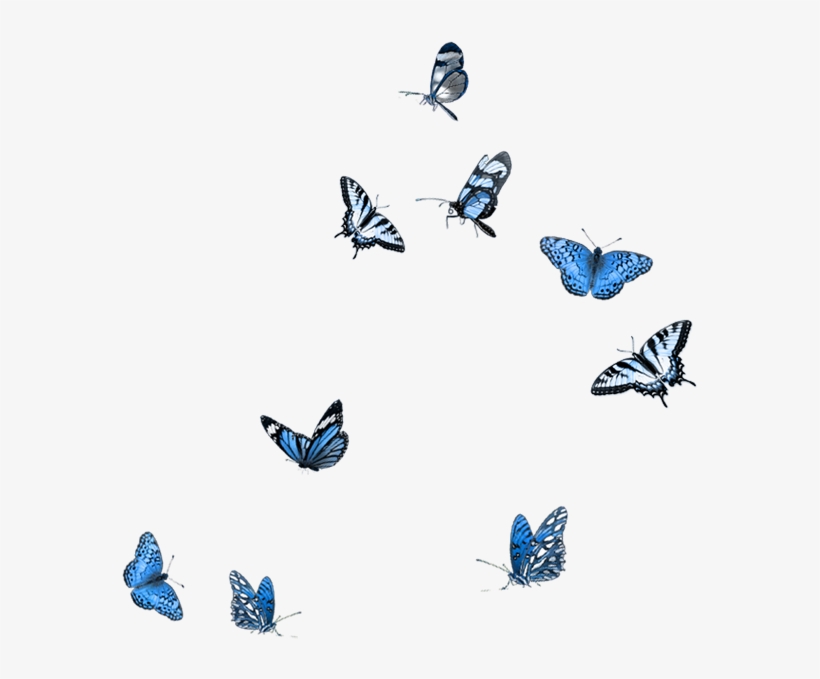 Butterfly Party, Moth, Mood Boards, Embellishments, - Butterfly Overlay Photoshop, transparent png #3635124