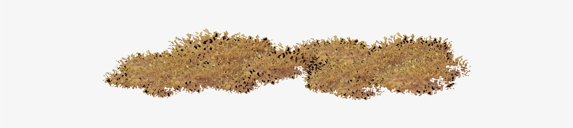 Grass, transparent png #3635244