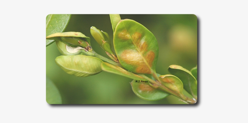Discolored, Blistered Leaves Are Sign Of The Boxwood - Boxwood Leaf Miner, transparent png #3635429