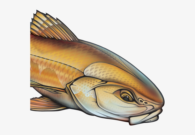 Img Img - Marine Mammal, transparent png #3635430