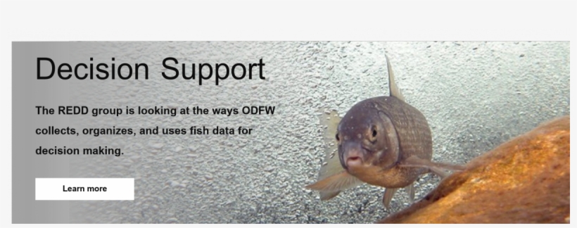 Home Page - Common Carp, transparent png #3635449