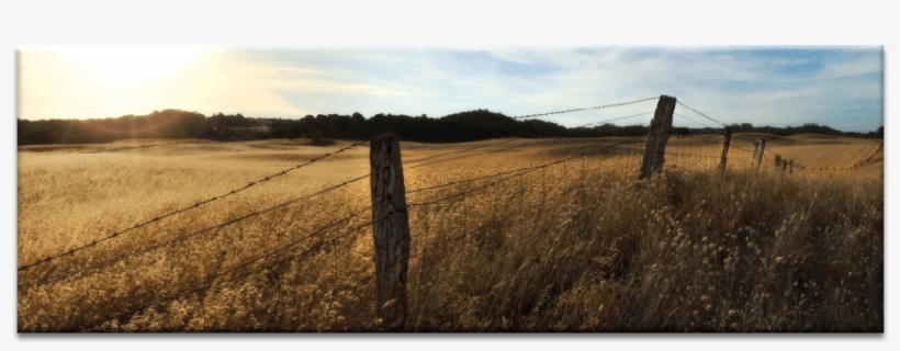 Golden Grass - Grass, transparent png #3635451