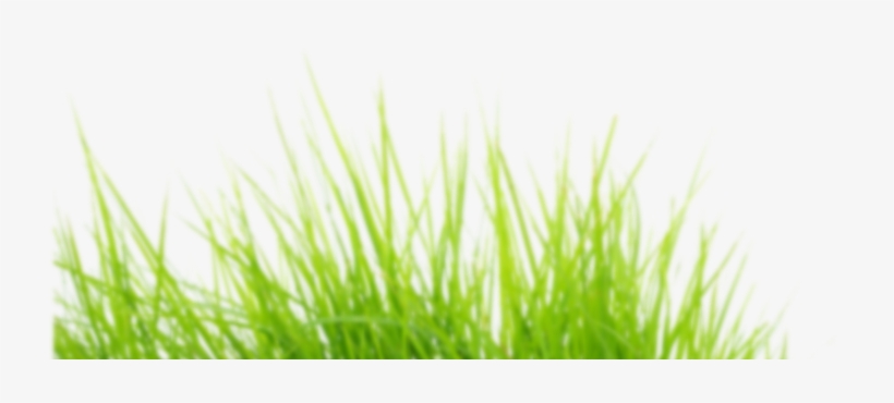 Short Grass Png, transparent png #3635470