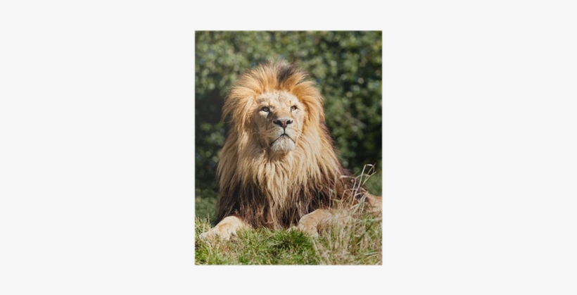 Proud Majestic Lion Sitting In Grass Poster • Pixers® - Lion, transparent png #3635494