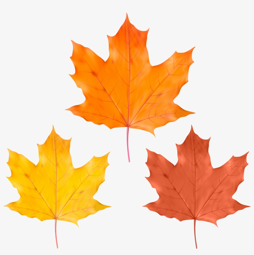 Yellow Leaf Png, transparent png #3635500