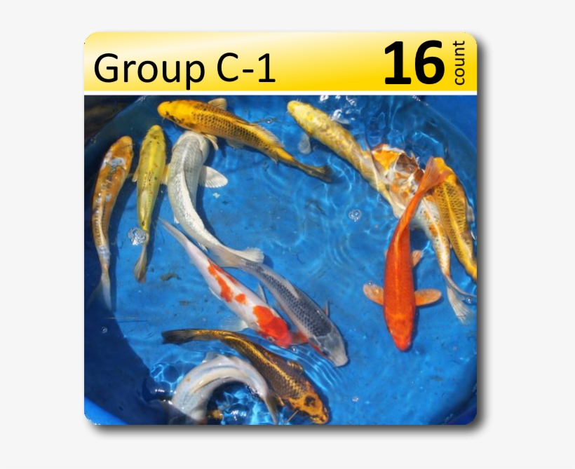 Group C 1 Decorative Koi 6 8" - Koi, transparent png #3635603
