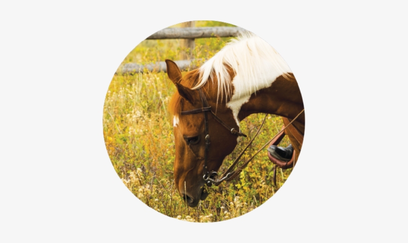 Unnamed - Sorrel, transparent png #3635781