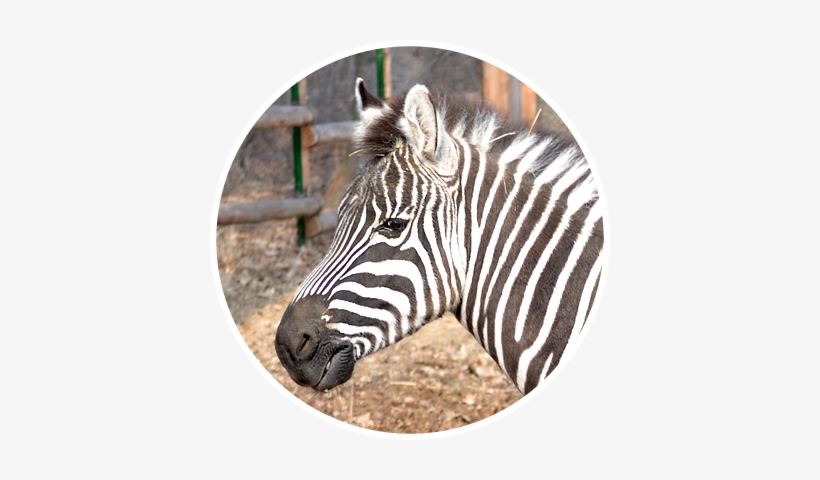 Zebra, transparent png #3636090